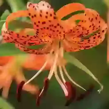 Lancifolium